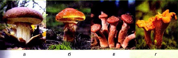 Реферат: Ржавчинные грибы